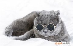 英短和蓝猫是一个品种吗 英短和蓝猫不是一个品种