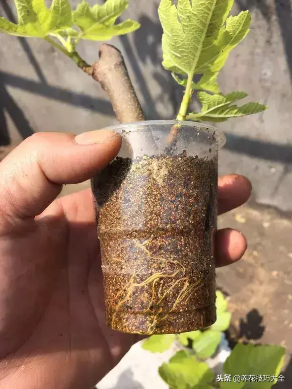 插枝条容易活的方法生根，1根枝条插土里，10天生根，来年结果，一结一箩筐，吃不完！
