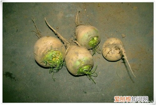 芜菁怎么吃 芜菁是什么你造吗