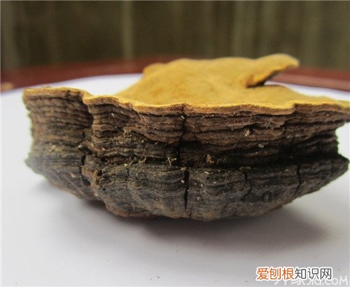 【涨知识】桑黄的功效与作用，桑黄的功效与作用百度