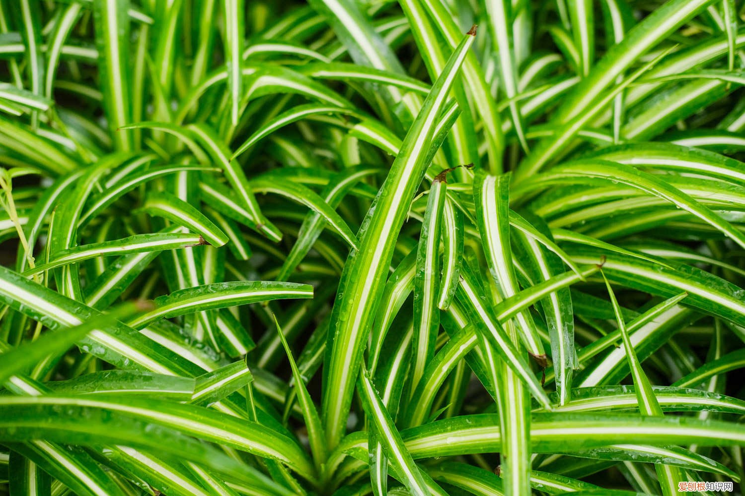 吊兰养在室内好吗 吊兰在卧室养对人身体有害吗，吊兰在家里养好不好