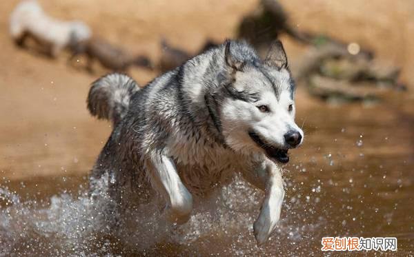 跟哈士奇一样的狗叫什么 跟哈士奇很像的狗叫什么