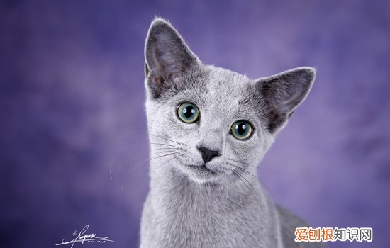 小猫为什么眼睛不圆 怎么判断小猫长大眼睛圆不圆