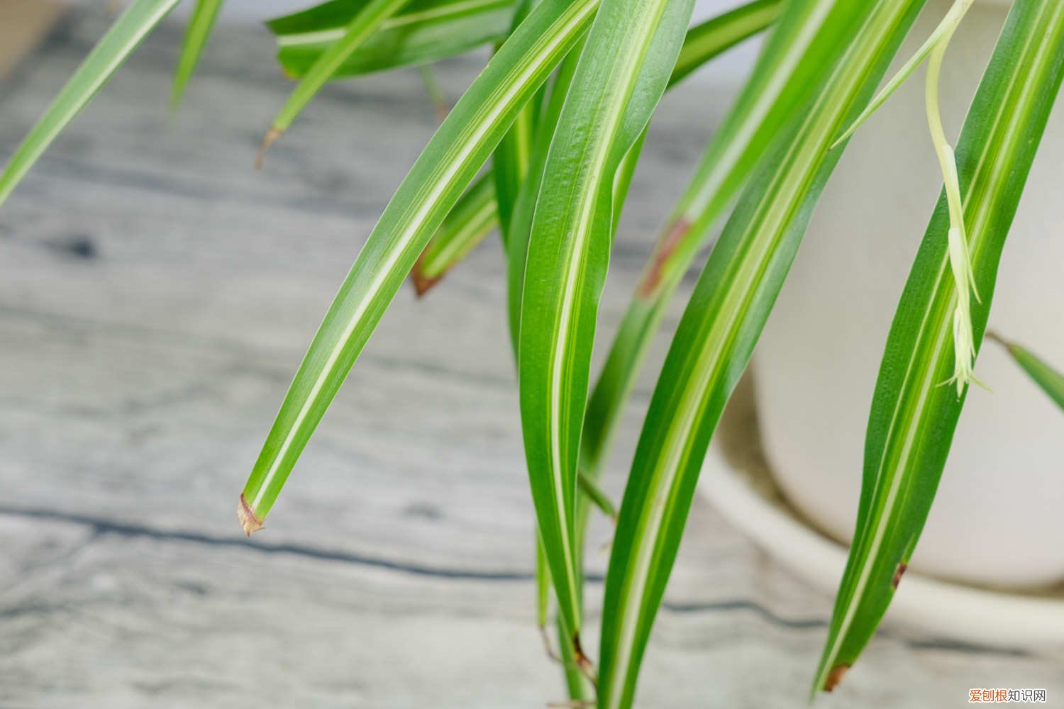 吊兰可以放水里养吗? 吊兰放在水里能养活吗，放在室外冬天会冻死吗