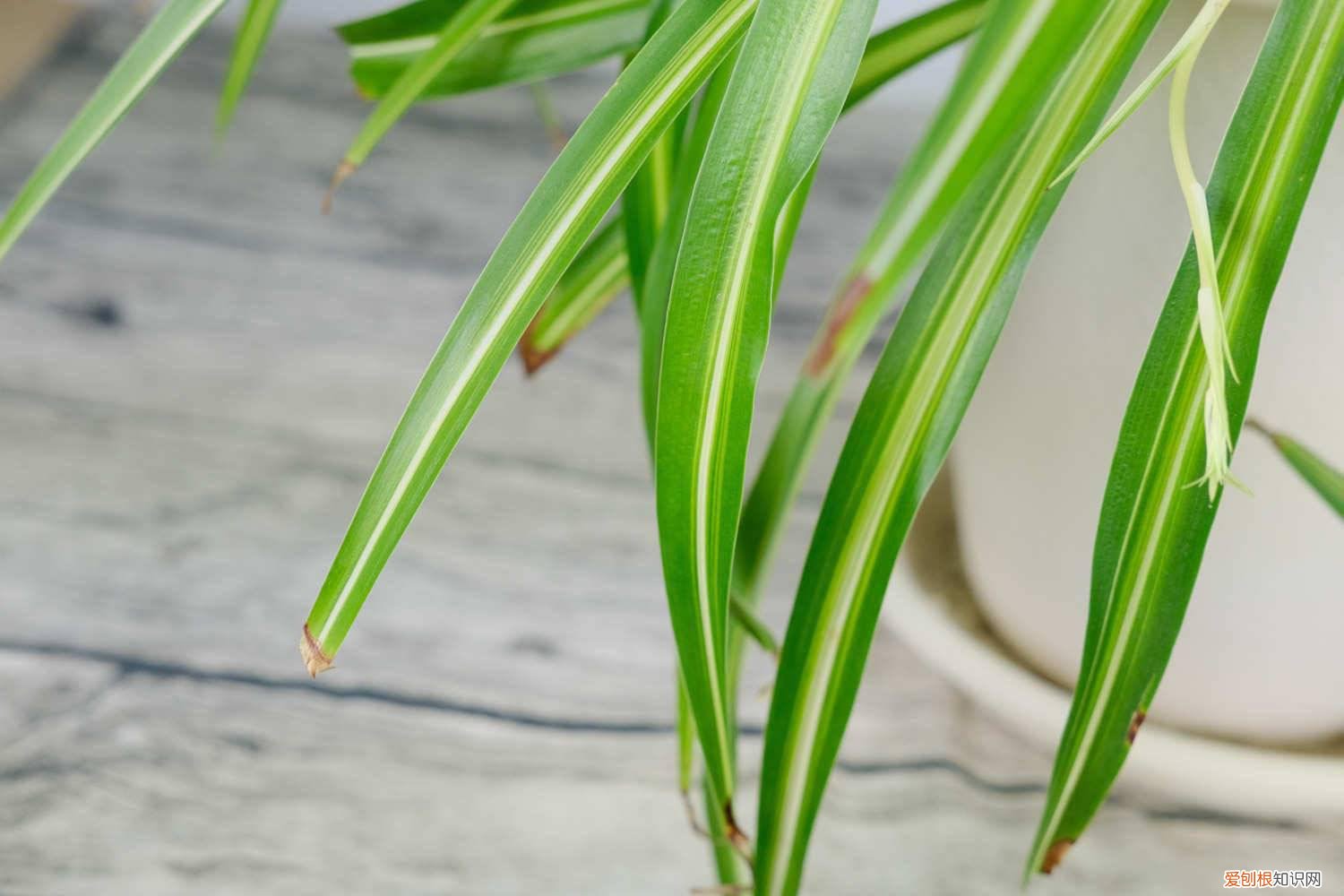 冬天吊兰叶子发黄怎么补救 吊兰在室内叶子发黄怎么回事，吊兰在北方冬天怎么养