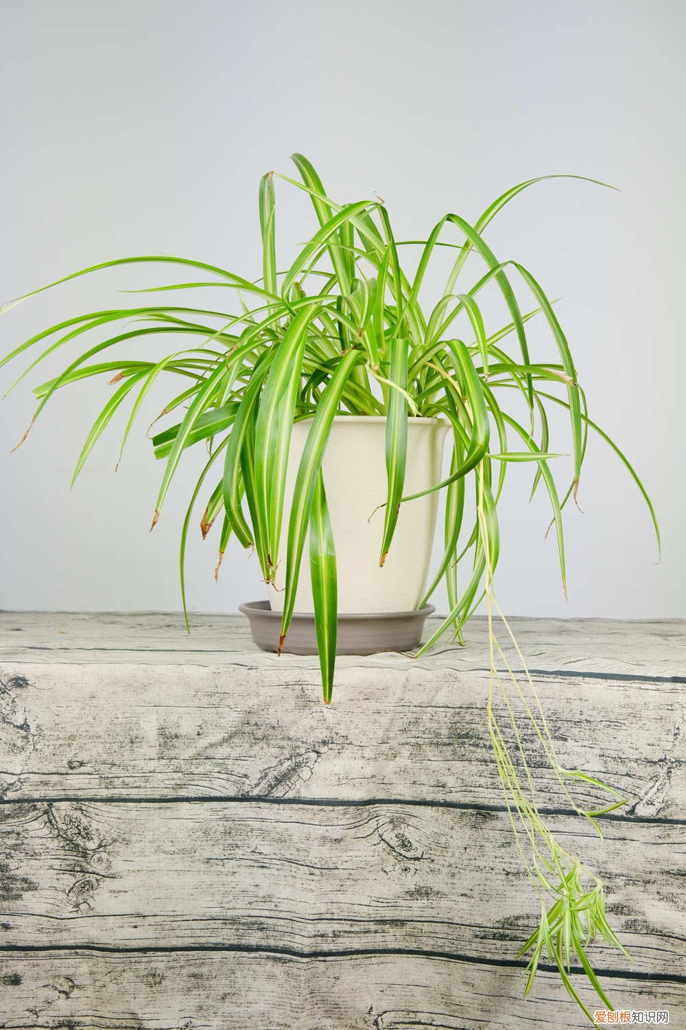 冬天吊兰叶子发黄怎么补救 吊兰在室内叶子发黄怎么回事，吊兰在北方冬天怎么养