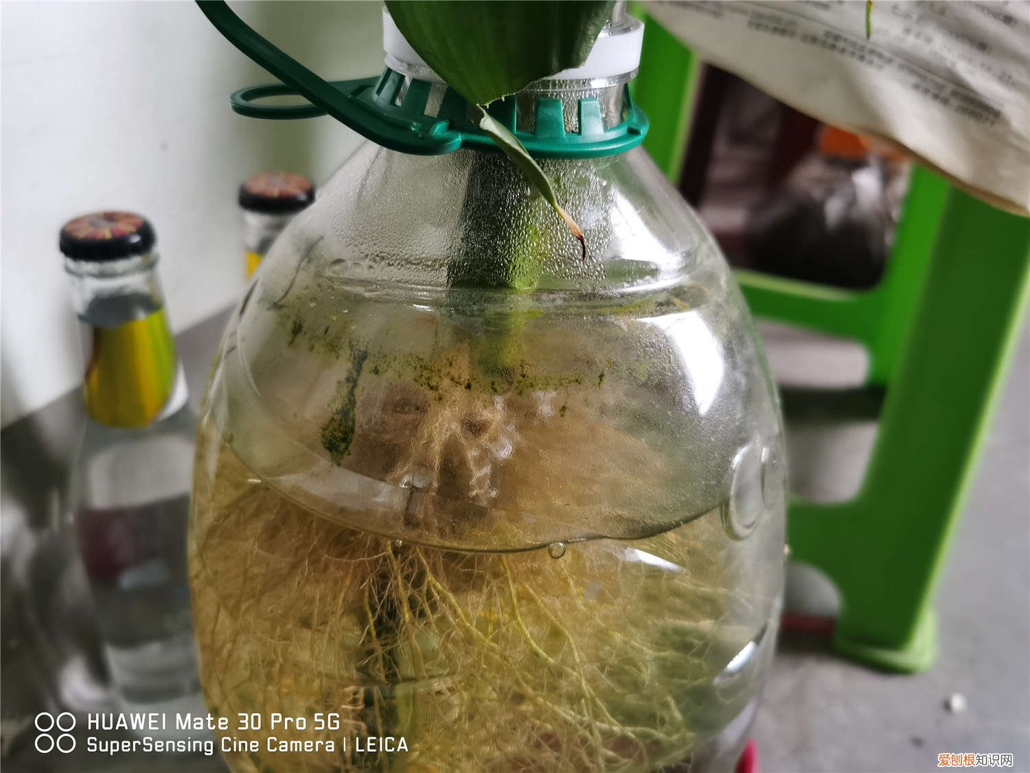 冬季富贵竹如何过冬 富贵竹如何过冬,富贵竹过冬最低温度