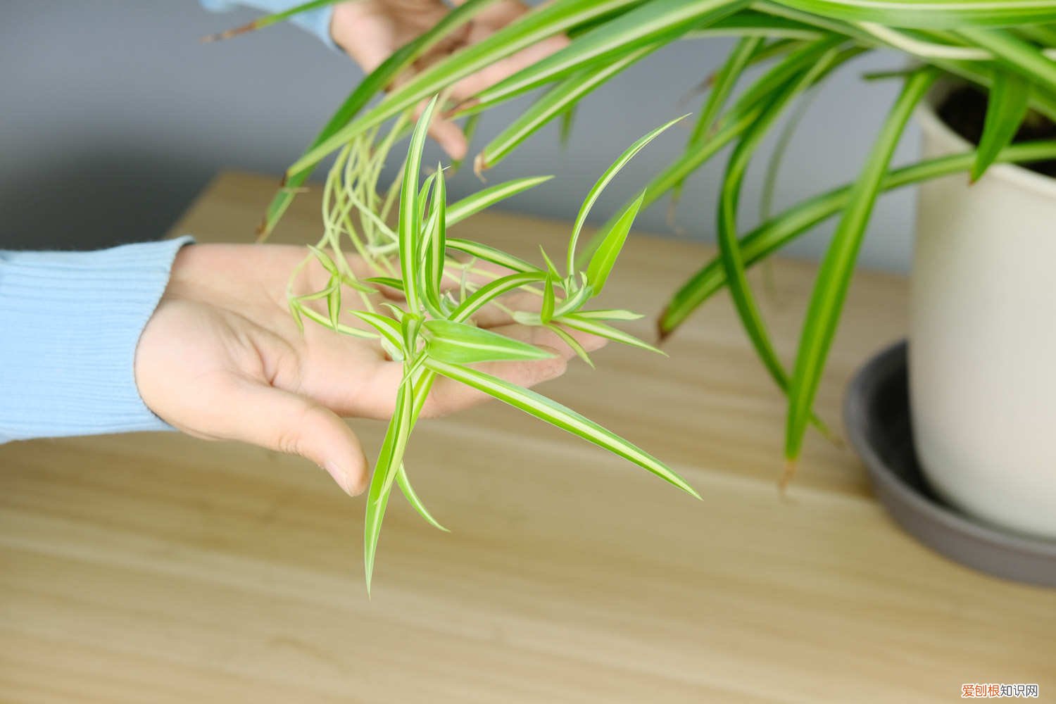 吊兰放水里养烂根 水养吊兰烂根是什么原因，水养吊兰烂根后怎么处理