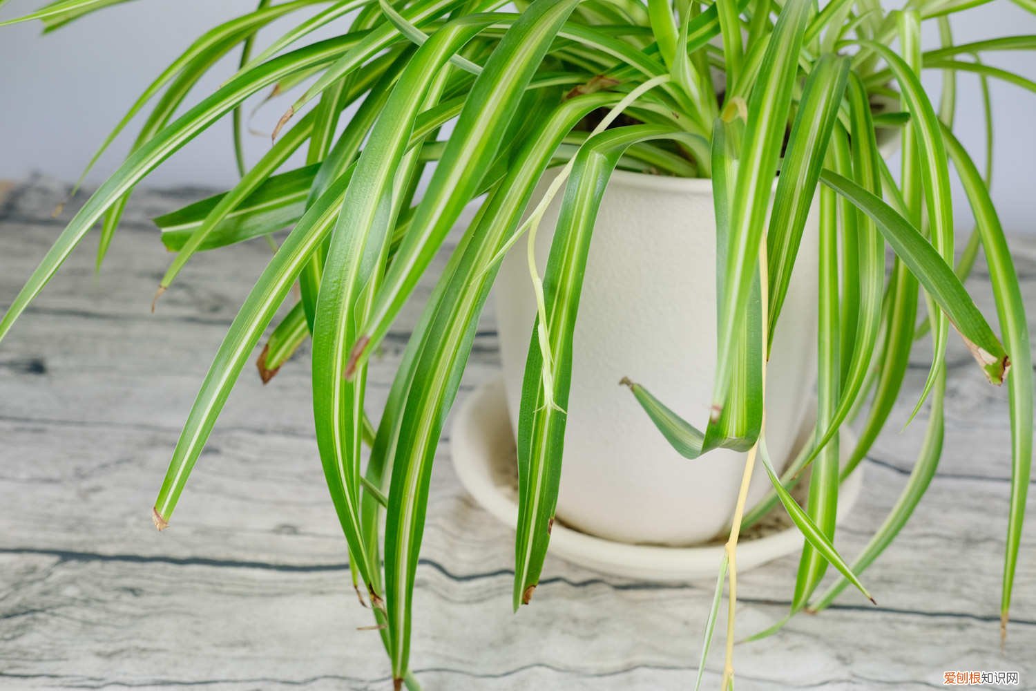 吊兰放水里养烂根 水养吊兰烂根是什么原因，水养吊兰烂根后怎么处理