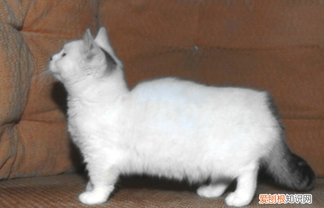 腊肠猫多少钱 腊肠猫多少钱一只