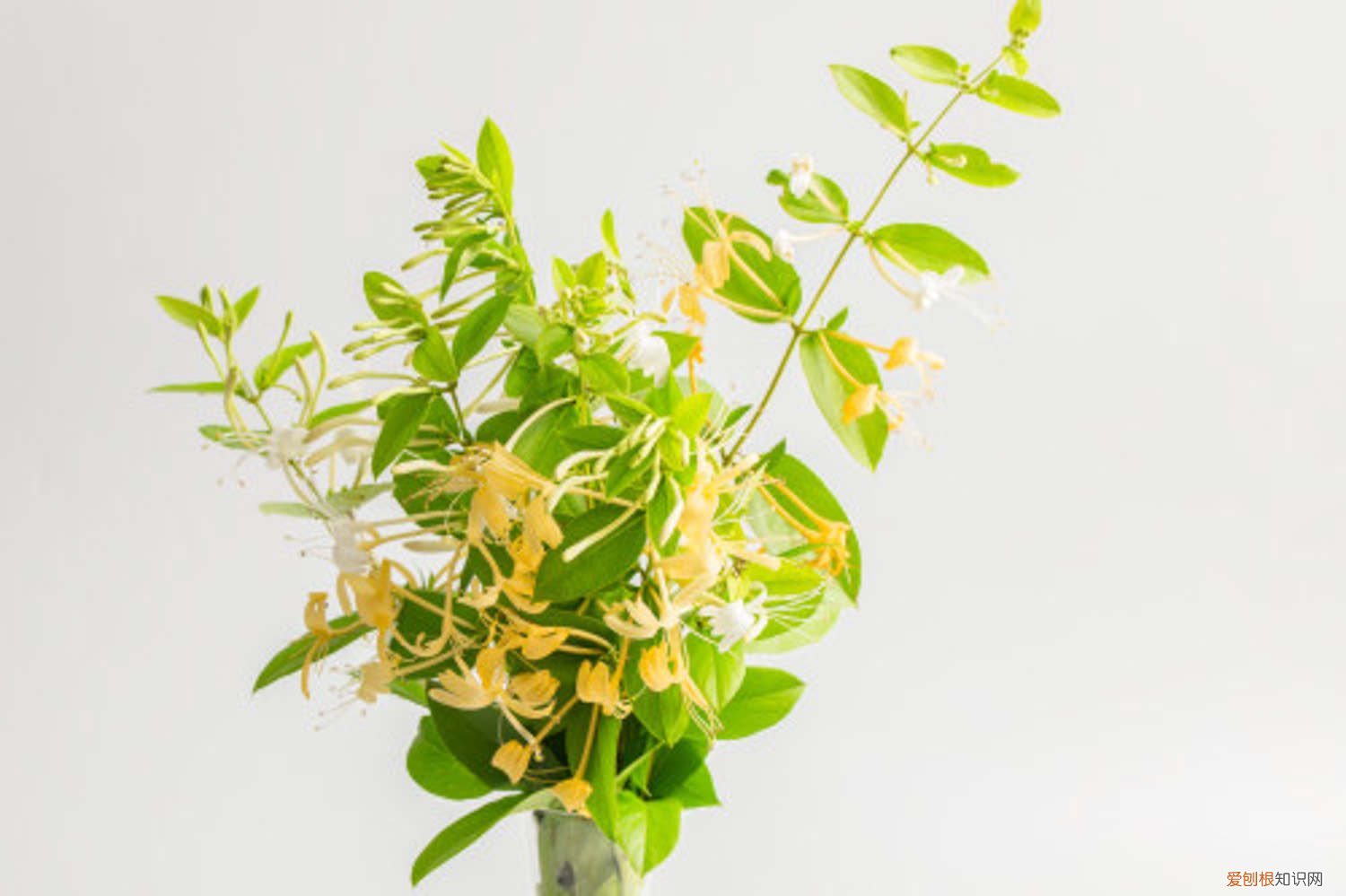 金银花的种植方法与管理方法 金银花的种植方法与管理方法