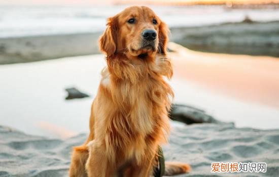 金毛犬拆家吗 金毛狗拆家怎么办