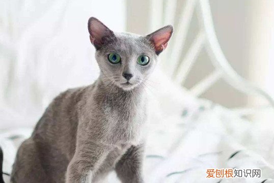 俄罗斯蓝猫掉毛程度 俄罗斯蓝猫掉毛