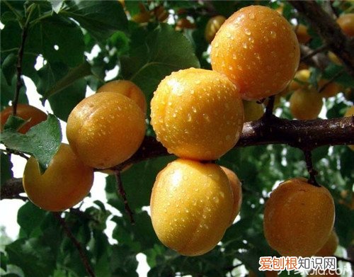 什么是小白杏小白杏的功效与作用