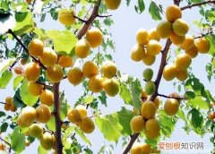 什么是小白杏小白杏的功效与作用