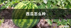 西瓜种植技术 如何种西瓜 西瓜怎么种，种植技术介绍