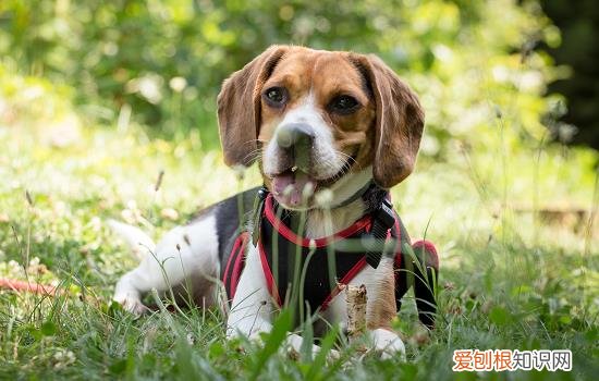 宠物狗护食咬人怎么办 狗护食怎么办咬人