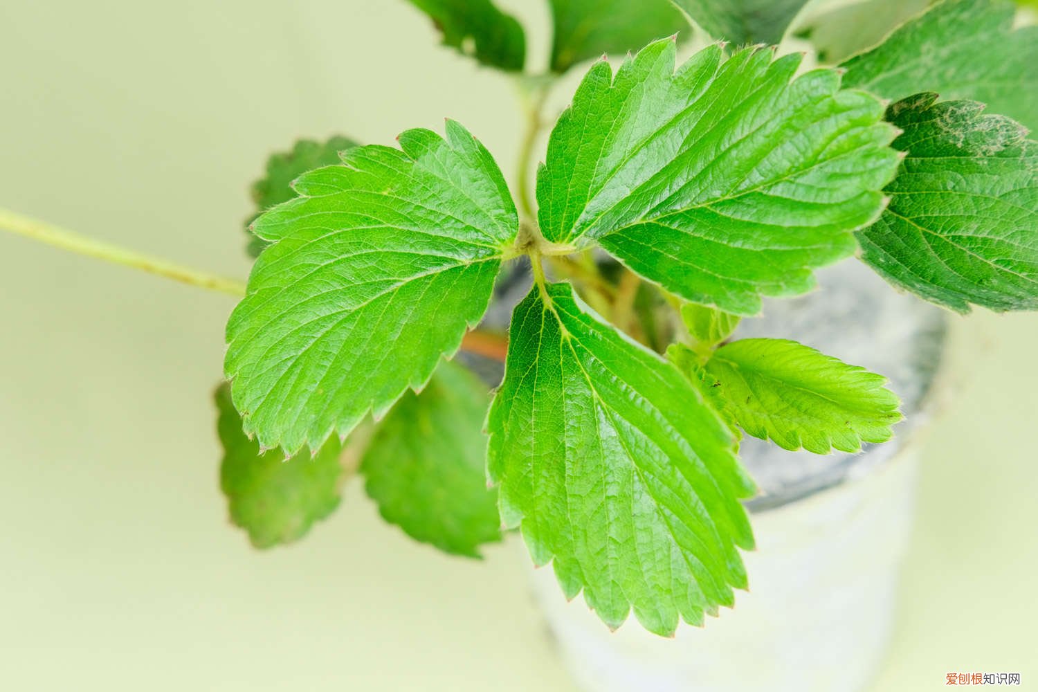 草莓苗批发市场 草莓种植技术，草莓苗批发价格