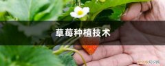草莓苗批发市场 草莓种植技术，草莓苗批发价格