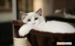 猫怀孕期可以洗澡吗? 猫怀孕一个月不能洗澡