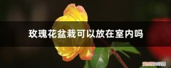 玫瑰花能放室外养吗 玫瑰花盆栽可以放在室内吗，怎么养可以放室内