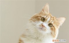 猫咪吃草莓会死吗 猫咪吃草莓