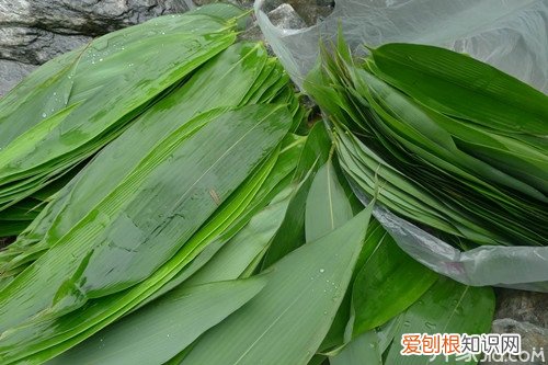 “天然绿色食品”粽叶种植，江西粽叶种植基地