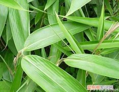 “天然绿色食品”粽叶种植，江西粽叶种植基地