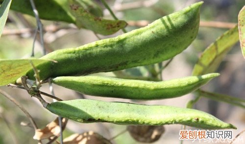 肾豆种植方法肾豆的功效及食用方法