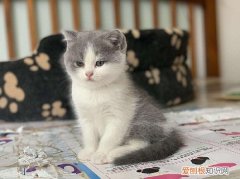 猫的头在手上蹭 猫会用头蹭手