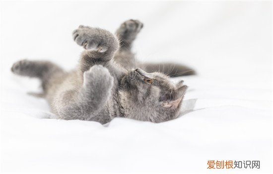 猫猫打滚什么意思 猫打滚表示的意思