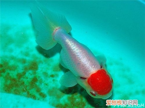 鹅头红怎么养鹅头红饲养的注意事项