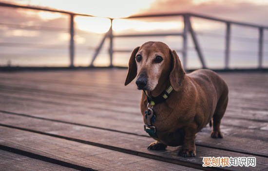 狗吃樱桃中毒症状 狗吃樱桃