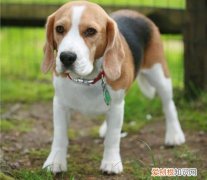 大耳朵狗的品种 大耳朵狗的品种叫什么