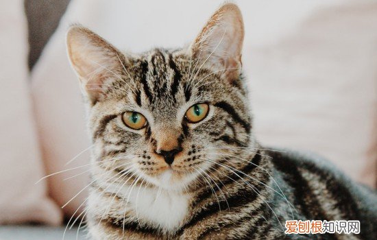 猫能吃的助消化的药 猫可以消化胶囊吗,猫能不能消化胶囊,猫能不能消化糯米胶囊