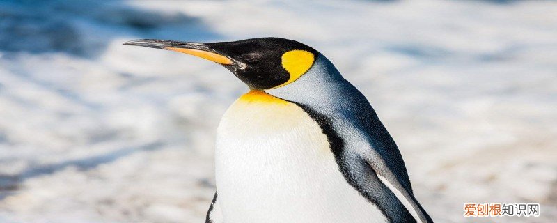 帝企鹅的特点(1字 帝企鹅的特点)