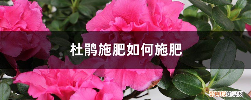 杜鹃花肥上多了,怎么补救 杜鹃施肥如何施肥，施肥过量怎么办