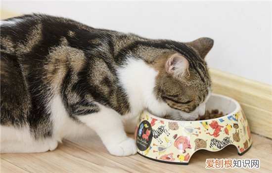 猫一天吃多少千克猫粮 猫一天吃100克猫粮