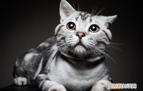 笼养猫咪有没有对猫咪不好的地方 笼养猫咪的坏处