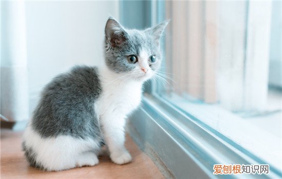 猫咪孤单的表现 猫咪孤单