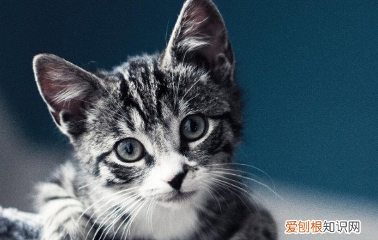 为什么不建议养虎斑猫 虎斑猫养不胖