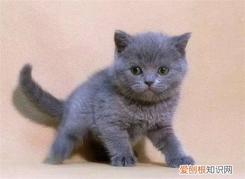 小猫不大便怎么办 小猫不大便