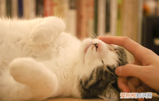 猫咪舔主人头发什么意思 猫咪舔主人