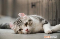 猫咪突然不喝水其他正常 猫咪突然不喝水