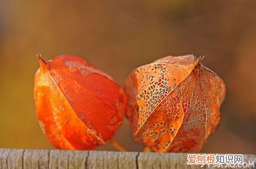 什么是含羞果含羞果的功效与作用