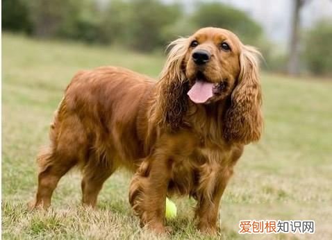 可卡犬好养不 可卡犬为什么不值钱