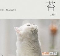 阿苔是什么猫 朋友请听好里的猫品种