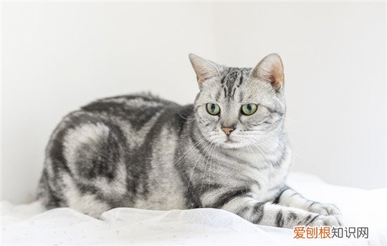 猫咪受到惊吓会呕吐吗 猫咪受到惊吓