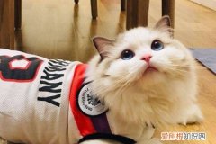 猫咪喜欢去卫生间拉屎 猫咪喜欢去卫生间