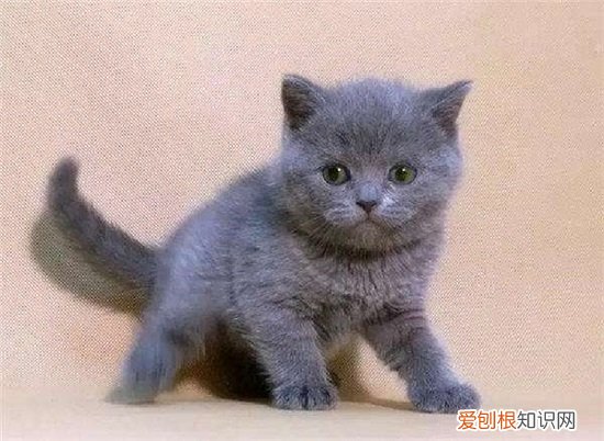 宠物猫饿了什么表现 小猫饿了的表现